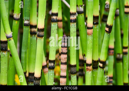 Stems of Horsetail (Equisetum hyemale) Stock Photo