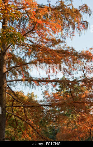 Bald Cypress in autumn, in Retiro Park, Madrid, Spain Stock Photo