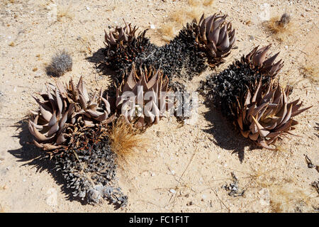 flowering wild aloe (aloe asperifolia) in the Namibia Erongo desert Stock Photo