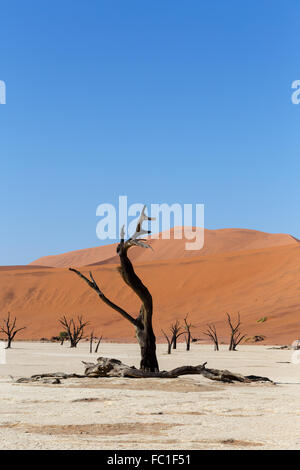 Sossusvlei beautiful sunrise landscape of hidden death valley in Namibian desert with blue sky, best place in Namibia Stock Photo