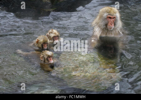 Snow Monkeys Japanese Macaques in water Stock Photo