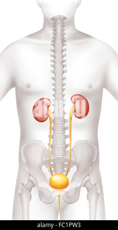 URINARY SYSTEM, DRAWING Stock Photo