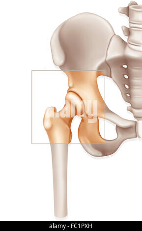 HIP, ILLUSTRATION Stock Photo