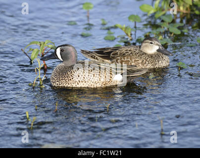 Blue-winged Teal Ducks Stock Photo