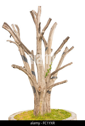 Single old and dead tree isolated on white background Stock Photo
