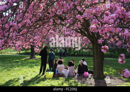 Cherry blossoms in Sceaux Park. Stock Photo