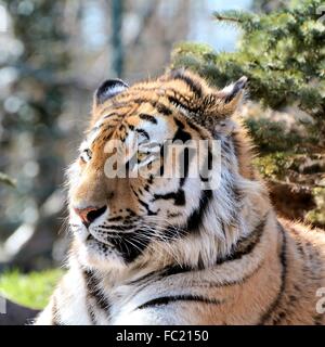 relaxed Siberian tiger in a zoo Stock Photo