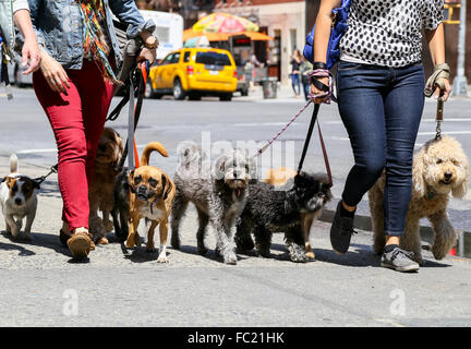 Walking the dogs in NY Stock Photo