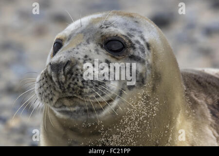 Portrait of a gray seal Stock Photo