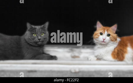 Two cats, grey and orange, on window in evening
