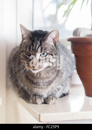 A cat lies on the windowsill Stock Photo