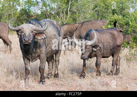 Cape buffalos (Syncerus caffer), Ol Pejeta Reserve, Kenya Stock Photo