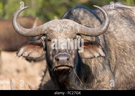 Cape buffalo (Syncerus caffer), portrait, Ol Pejeta Reserve, Kenya Stock Photo