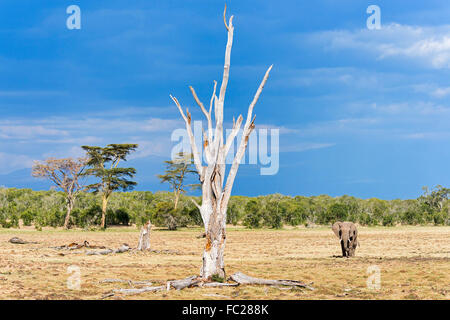 African bush elephant (Loxodonta africana), landscape with dead tree, Ol Pejeta Reserve, Kenya Stock Photo