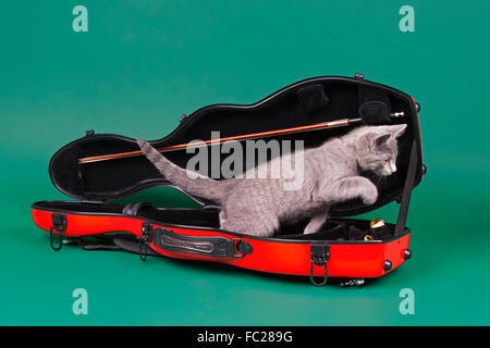Purebred cat, Russian Blue in violin case, aged 12 weeks Stock Photo
