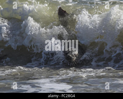 Surfing grey seal Stock Photo