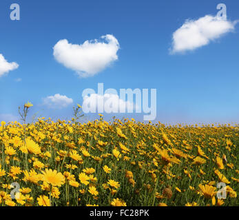 The huge field with big yellow flowers Stock Photo