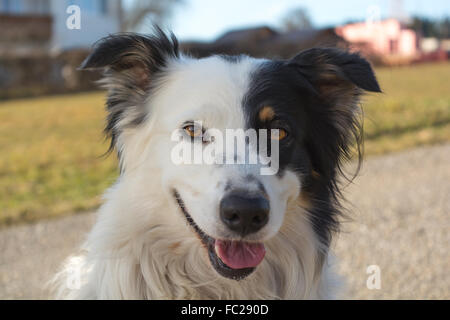 Border Collie with black and white drawing Stock Photo