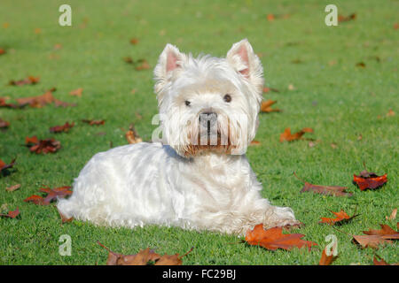 West Highland White Terrier, male, 9 years, lying in a meadow, Germany Stock Photo