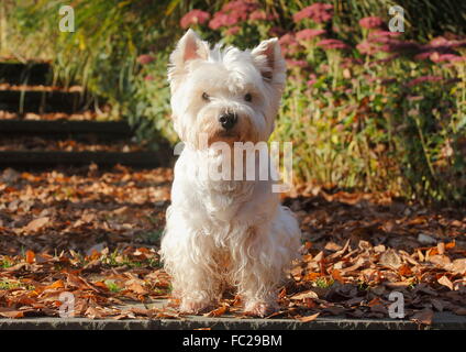 West Highland White Terrier, male, 9 years, sitting in autumn leaves, Germany Stock Photo
