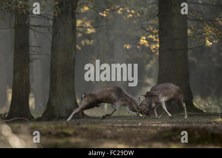 Fallow Deer ( Dama dama ), bucks in fight, while rutting season, on a clearing, deep in the woods. Stock Photo