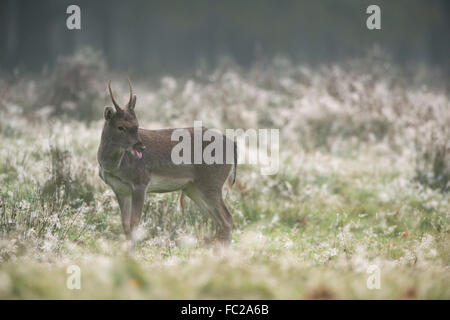 Young Fallow Deer ( Dama dama ) at crack of dawn, on a dew covered natural meadow, licking its tongue. Stock Photo