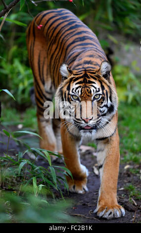 Sumatran tiger (Panthera tigris sumatrae), captive, Germany Stock Photo