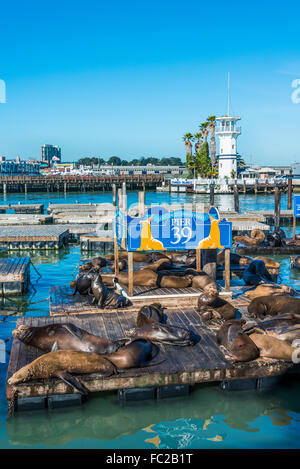 California Sea Lions (Zalophus californianus) at Pier 39, Fisherman's Warf, San Francisco, California, USA Stock Photo