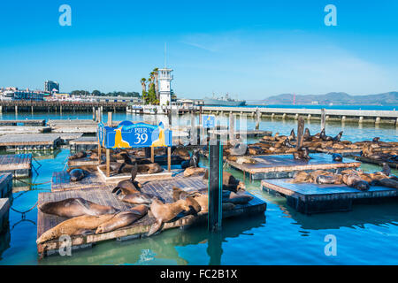 California Sea Lions (Zalophus californianus) at Pier 39, Fisherman's Warf, San Francisco, California, USA Stock Photo