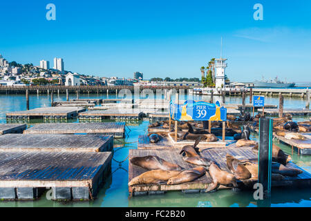 California Sea Lions (Zalophus californianus) at Pier 39, Fisherman's Warf, San Francisco, California, USA Stock Photo