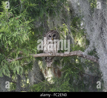 Barred Owl Stock Photo