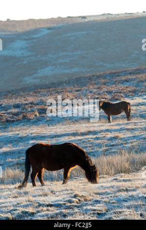 Builth Wells, Powys, Wales, UK. 20th January, 2016. UK weather.  Welsh ponies are seen grazing on the Mynydd Epynt high moorland above the valley cloud near Builth wells, Powys, after a night with temperatures dropping to minus 5 degrees centigrade. Credit:  Graham M. Lawrence/Alamy Live News. Stock Photo
