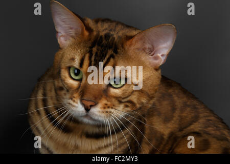 Closeup Bengal Cat looking angry Stock Photo