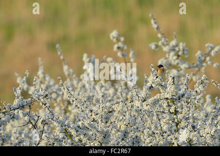 Blackthorn with European stonechat Stock Photo