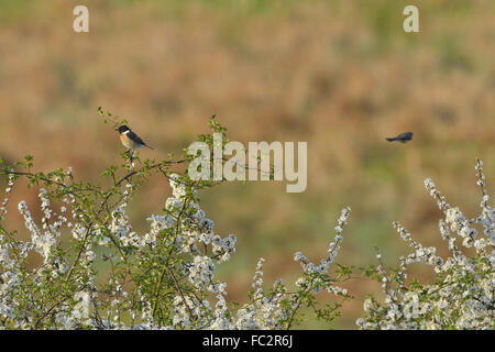 Blackthorn with European stonechat Stock Photo