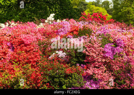 Azaleas in Spring Stock Photo