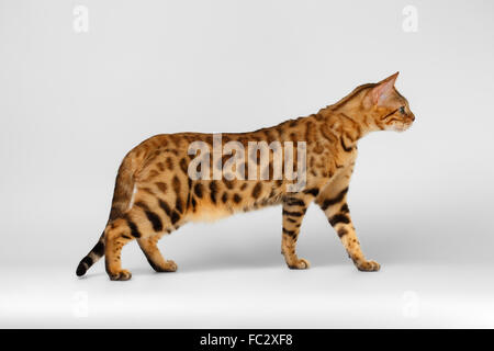 Bengal Cat walking on White background Stock Photo