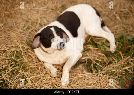Black and White Dog Lies on Manger Stock Photo