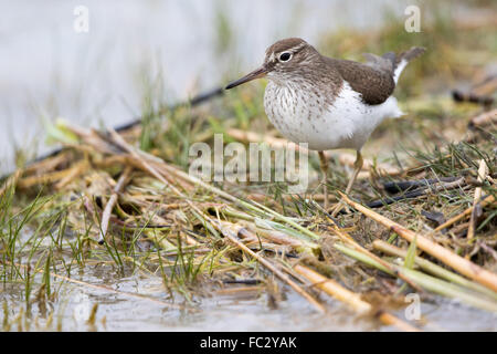 Common sandpiper Stock Photo