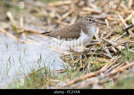 Common sandpiper Stock Photo