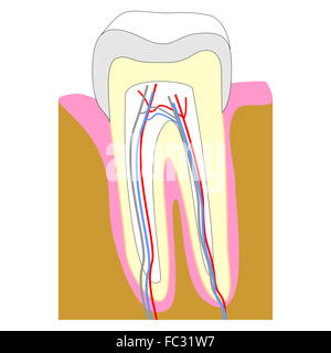 Tooth Secant Dental tooth anatomy. Cross section of human tooth isolated on white ...