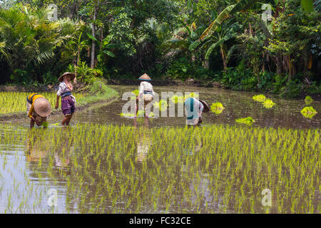 Female workers planting rice in village nearby volcano Merapi. Java Indonesia. Stock Photo