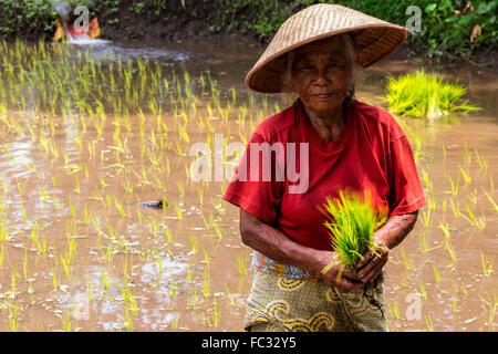 Portrait of a old woman planting rice in village nearby volcano Merapi. Java Indonesia. Stock Photo
