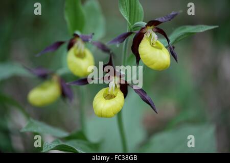 Ladys slipper Orchid (Cypripedium calceolus) Stock Photo
