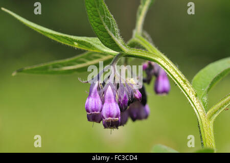 Common comfrey Stock Photo