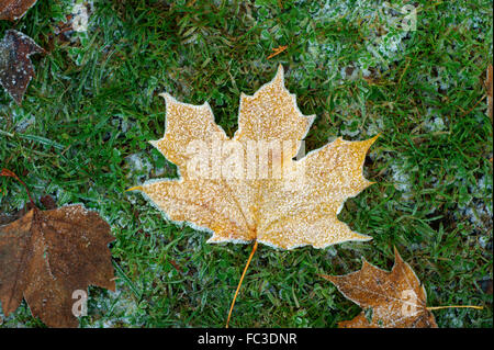 Frosty Norway maple leaf (Acer platanoides) lying on green grass in winter Stock Photo