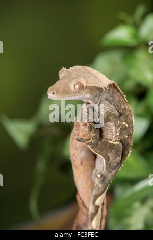 Crested Gecko, (New Caledonian Crested Gecko, Guichenot's Giant Gecko or Eyelash Gecko): Correlophus ciliatus. Controlled, Stock Photo