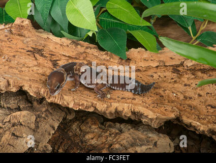 African Fat-Tailed Gecko: Hemitheconyx caudicinctus Stock Photo