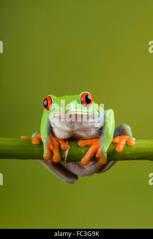 Red Eyed Tree Frog: Agalychnis callidryas. Controlled in studio