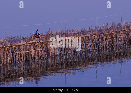 Danger, a motorcycle crosses the Bamboo Bridge on the Mekong River, Kampong Cham, Cambodia. © Kraig Lieb Stock Photo